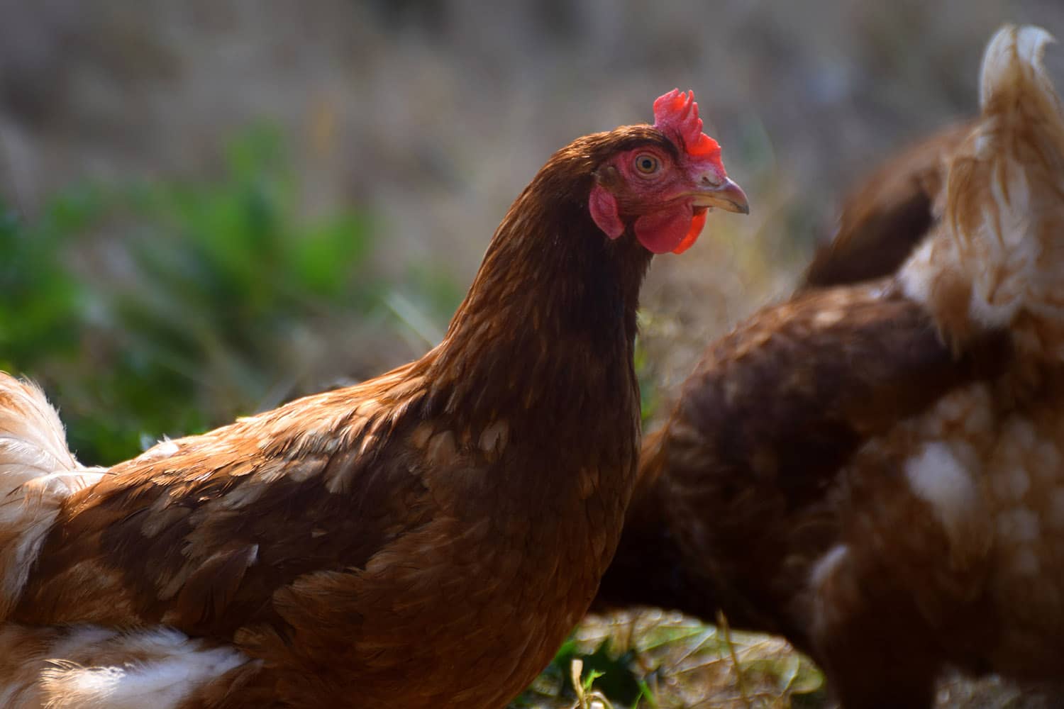 Freiland Huhn