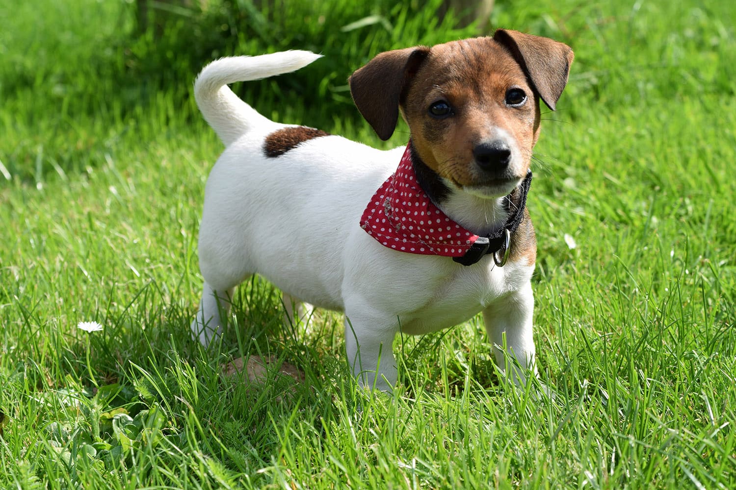 Jack-Russel Terrier