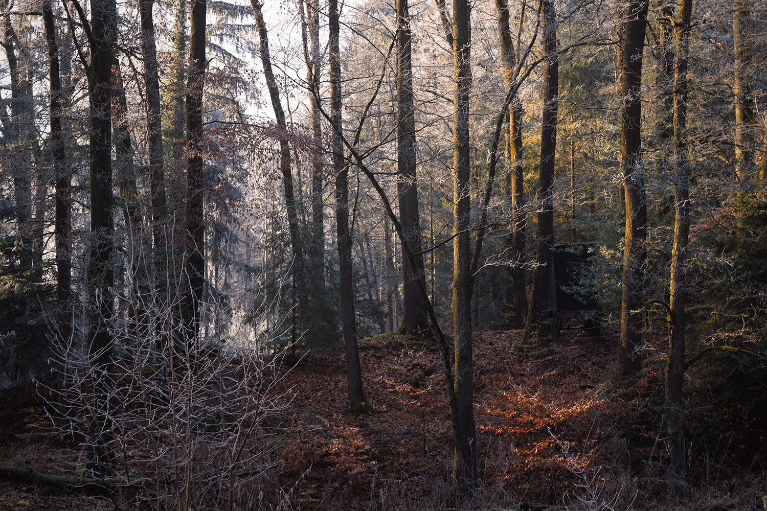Wald