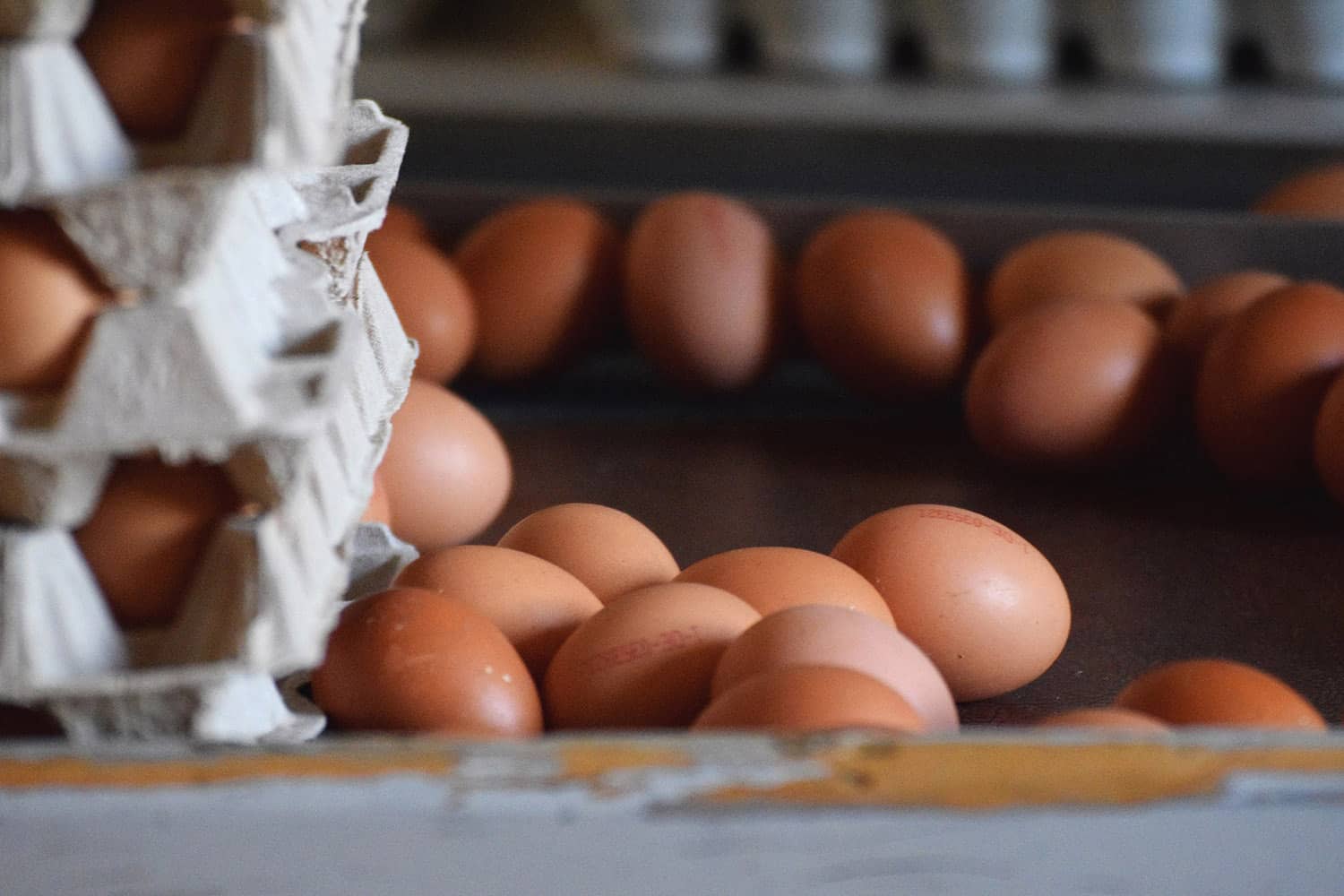 Eier auf dem Sortierband