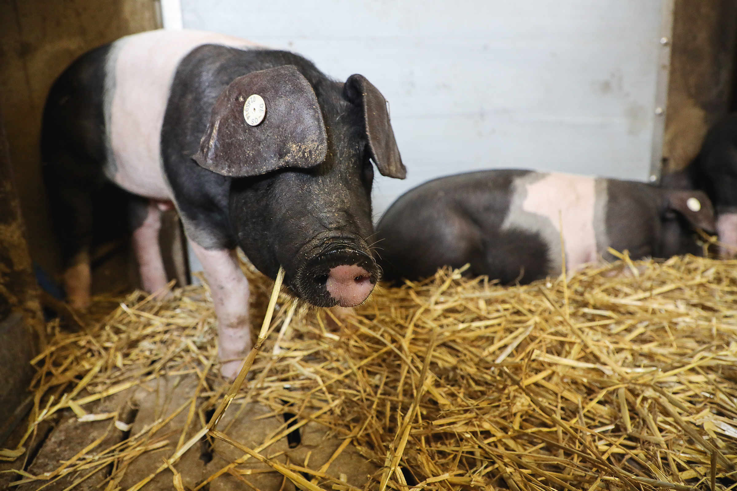 Schwäbisch-Hällisches Landschwein